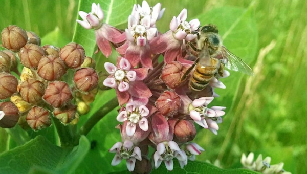 Passion for Pollinators/ La Passion des Pollinisateurs